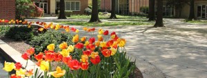 Wesley's beautiful campus, with blooming tulips