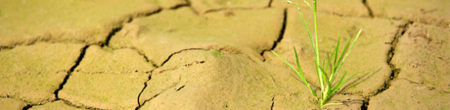 wtc_dryearth_topper-637x157 wtc_dryearth_topper-637x157